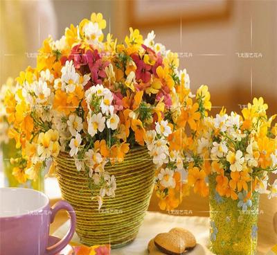 彩色袋裝龍面花種子 裝點(diǎn)家居的觀花植物佳選