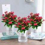 庭院日本海棠花苗 大紅花的盆栽魅力與養護要點