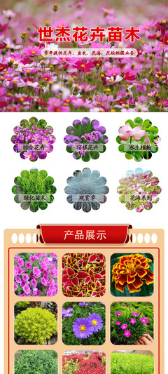 國慶菊選購指南 花卉租擺首選，優質供應商與價格解析