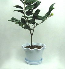 仟草集年宵花卉精品 茶花樹(shù)苗盆栽盆景的魅力