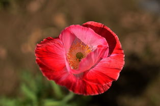 花卉與蔬菜 自然之美與生活之需的雙重饋贈(zèng)