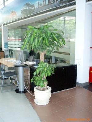 真花綠化花柱選購指南 價格、供應與批發渠道解析