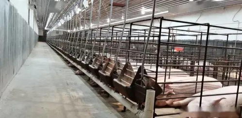 技術(shù)托管是讓你的養(yǎng)殖場快速變得專業(yè)和產(chǎn)生更好效益途徑,助農(nóng)公司為你提供專業(yè)的養(yǎng)殖技術(shù)托管