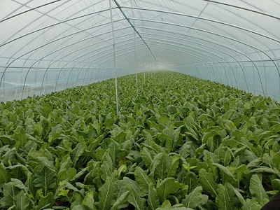 朱巷鎮:用好集體經濟&ldquo;三法寶&rdquo;,助力鄉村振興開新局