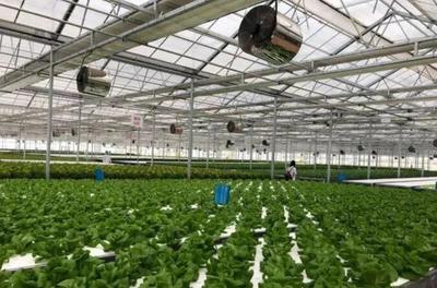 補(bǔ)貼上百萬(wàn)!數(shù)字農(nóng)業(yè)工廠:智能化、自動(dòng)化的農(nóng)業(yè)生產(chǎn)新模式