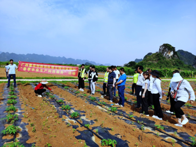 廣西薯類創(chuàng)新團隊崇左綜合試驗站開展&ldquo;春季農(nóng)業(yè)生產(chǎn)科技服務&rdquo;活動